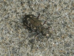 Cicindela repanda