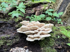 Climacodon septentrionalis