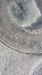 Aequorea forskalea