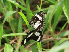 Neptis