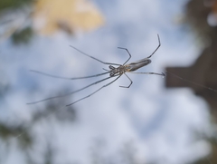 Tetragnatha