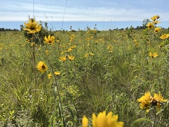 Helianthus maximiliani