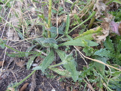 Helminthotheca echioides