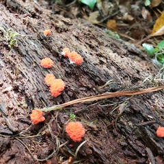 Tubifera ferruginosa