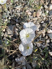 Convolvulaceae