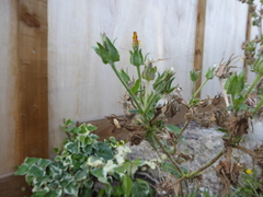 Helminthotheca echioides