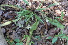 Parthenium integrifolium