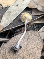 Cystolepiota