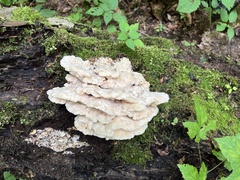 Climacodon septentrionalis