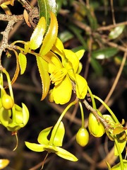 Ochna serrulata