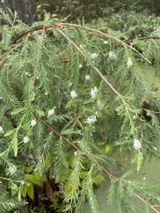 Taxodiomyia cupressiananassa