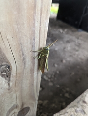 Schistocerca alutacea