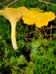 Cantharellus