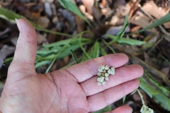Parthenium integrifolium