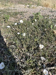Convolvulaceae