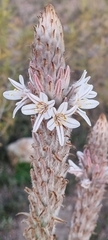 Trachyandra falcata