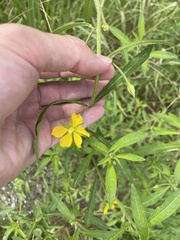 Ludwigia leptocarpa