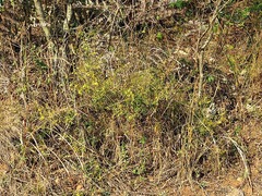 Ochna serrulata