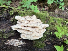 Climacodon septentrionalis