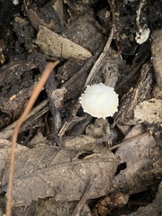 Cystolepiota