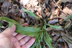 Parthenium integrifolium