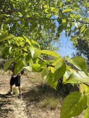 Maclura pomifera