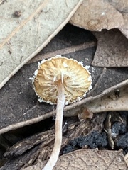 Cystolepiota
