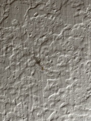 Crossopriza lyoni