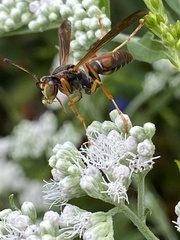Polistes