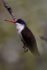 Leucolia violiceps