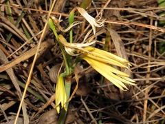 Cyrtanthus breviflorus image