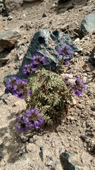Phacelia bakeri
