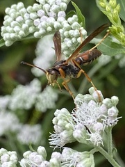 Polistes