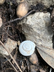 Oreohelix