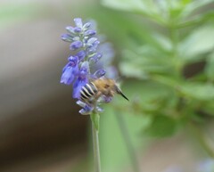 Anthophora