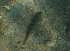 Gobius niger