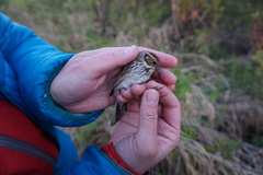 Emberiza pusilla