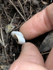Oreohelix