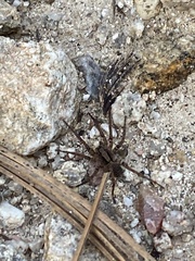 Lycosoidea