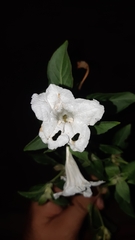 Ruellia leucantha