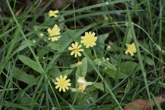 Crepis