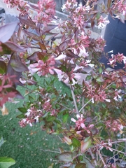 Abelia