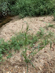 Panicum dichotomiflorum