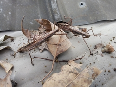 Anisomorpha buprestoides