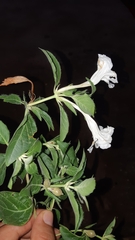 Ruellia leucantha