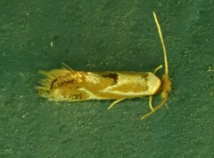 Philonome clemensella