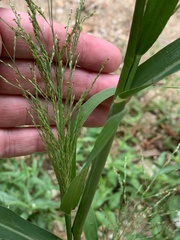 Panicum dichotomiflorum