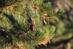 Pinus sibirica