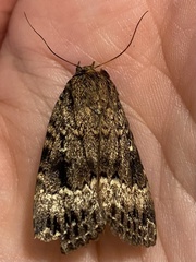 Amphipyra pyramidea