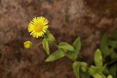 Pulicaria dysenterica